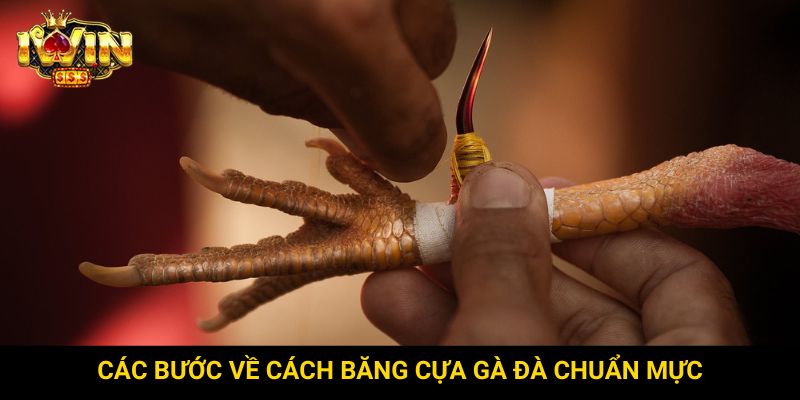 Các bước về cách băng cựa gà đà chuẩn mực