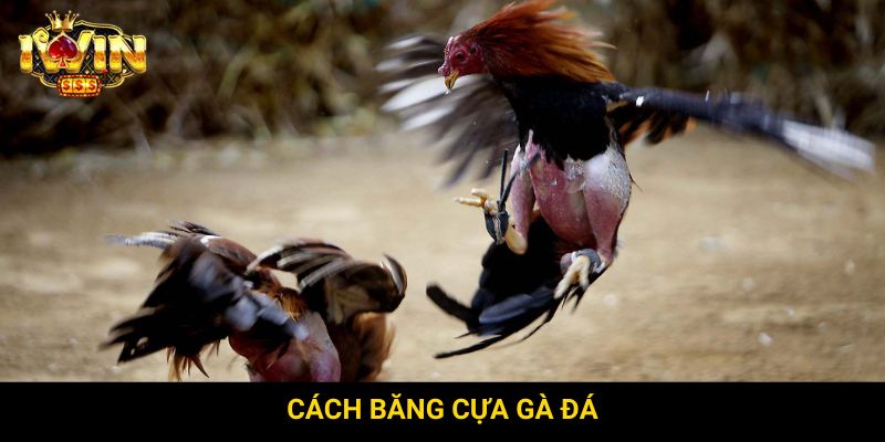 Cách băng cựa gà đá