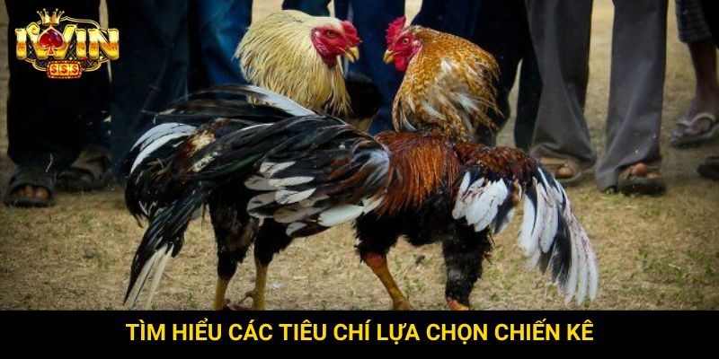 Tìm hiểu các tiêu chí lựa chọn chiến kê
