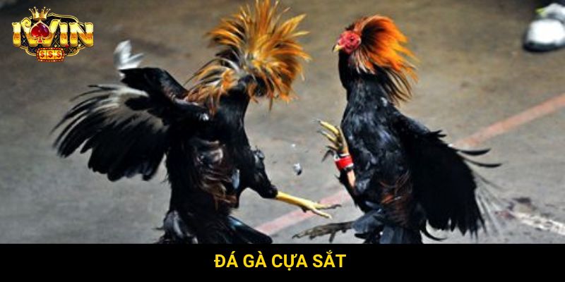 Đá gà cựa sắt