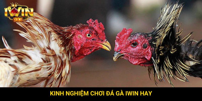 Kinh nghiệm chơi đá gà Iwin hay