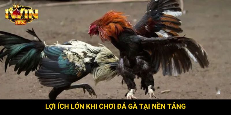 Lợi ích lớn khi chơi đá gà tại nền tảng