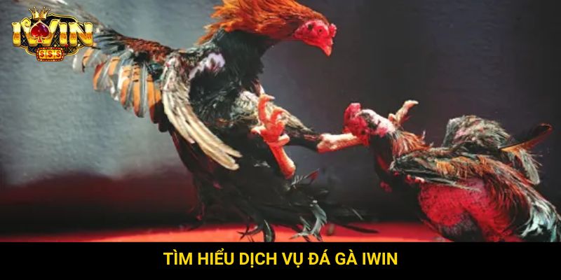 Tìm hiểu dịch vụ đá gà Iwin
