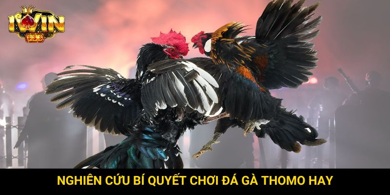 Nghiên cứu bí quyết chơi đá gà Thomo hay