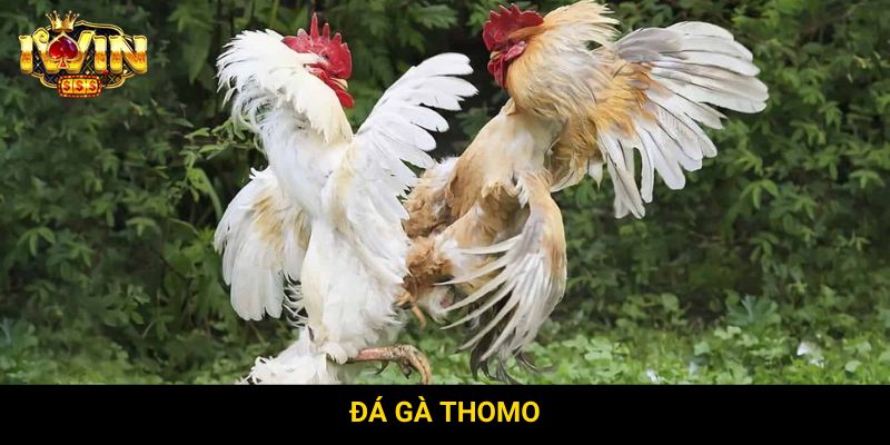 Đá gà Thomo